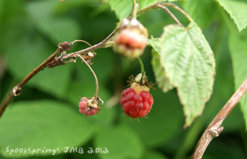 raspberryfruit.jpg