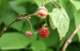 raspberryfruit_small.jpg