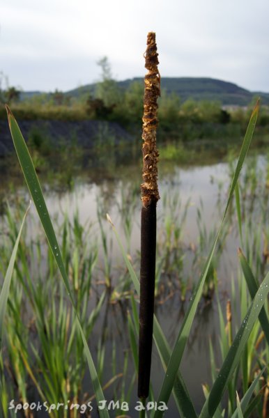 reedmacecattailflower.jpg