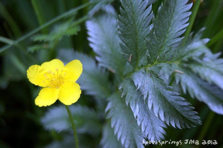 silverweed.jpg