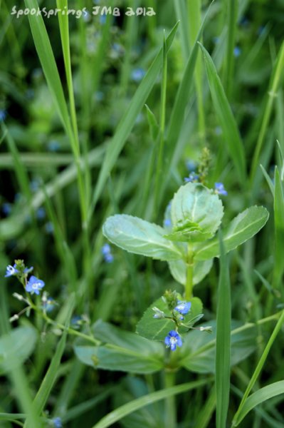 speedwellbrooklime.jpg