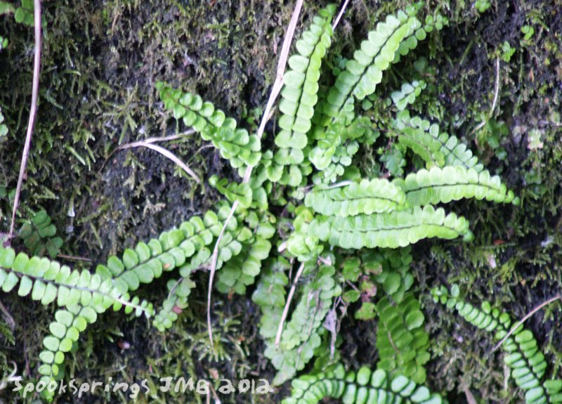 spleenwortmaidenhair.jpg