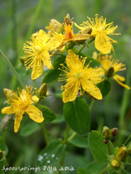 stjohnswort.jpg