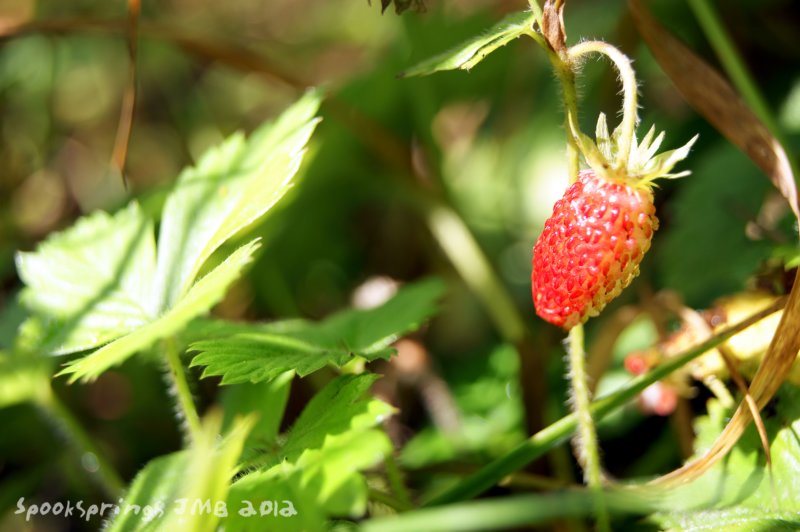 strawberryfruit.jpg