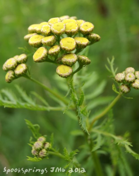 tansy.jpg