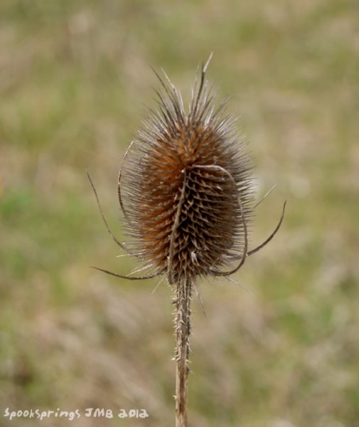 teaselseedhead.jpg