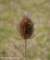 teaselseedhead_small.jpg