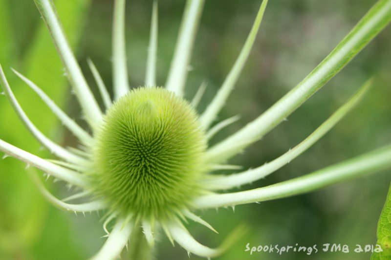 teaselyoungflower.jpg