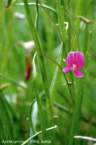 vetchlinggrass.jpg