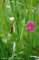 vetchlinggrass_small.jpg