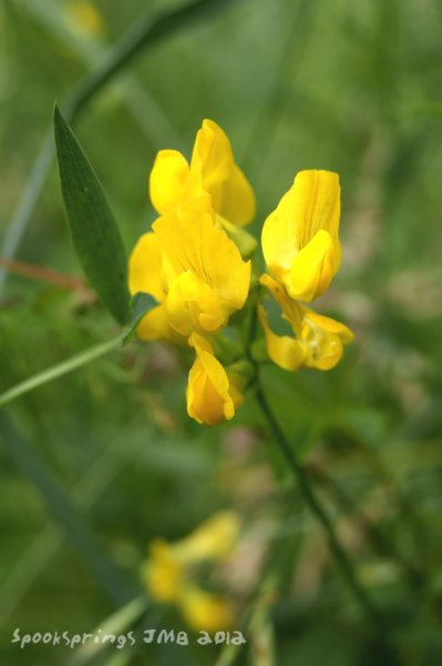 vetchlingyellow.jpg