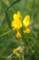 vetchlingyellow_small.jpg
