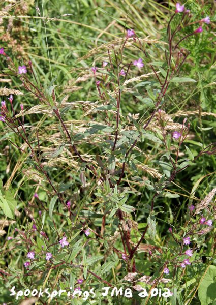 willowherbamerican.jpg