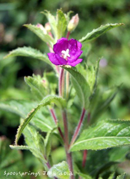 willowherbgreat.jpg