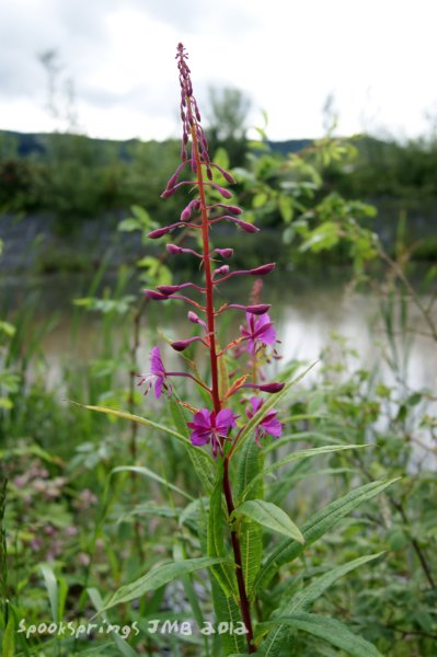 willowherbrosebay.jpg