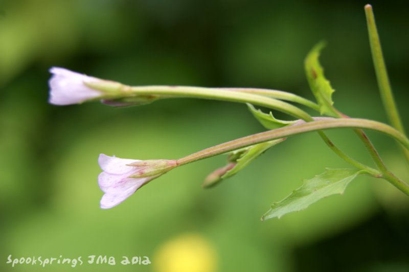 willowherbspearleaved.jpg