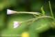 willowherbspearleaved_small.jpg