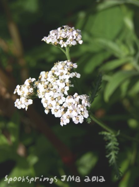 yarrow.jpg