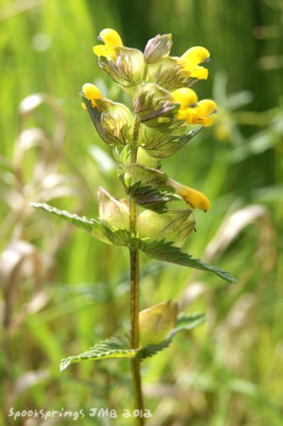 yellowrattle.jpg