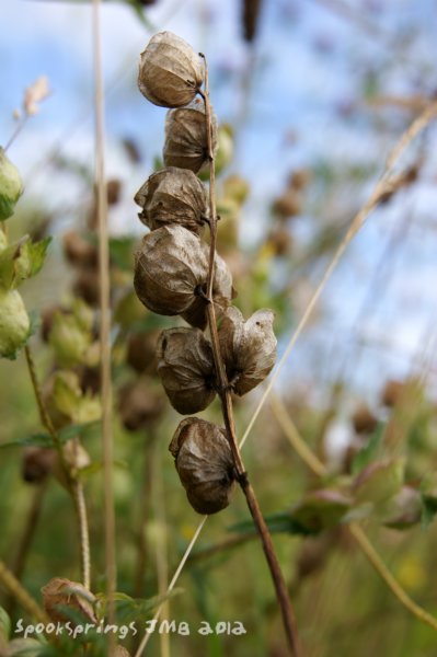 yellowrattleseeds.jpg