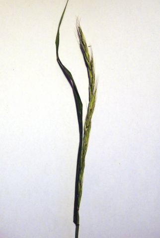 beardedcouchgrass.jpg