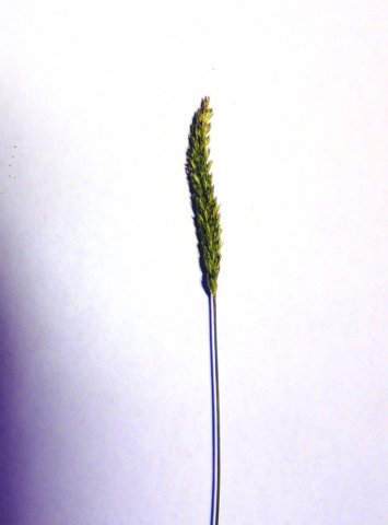 cresteddogtailgrass.jpg