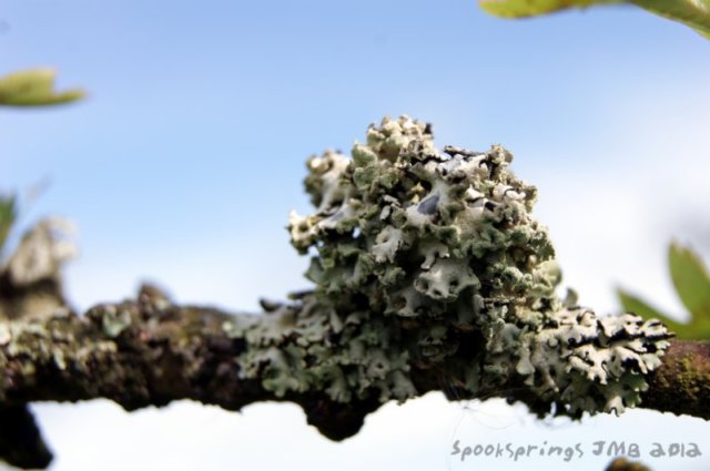 lichen.jpg