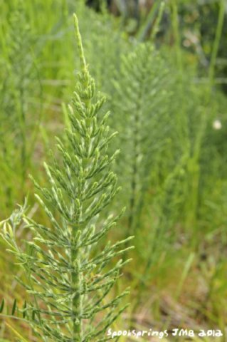 marestailspecies.jpg