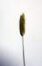 meadowfoxtail_small.jpg
