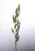 meadowgrass_small.jpg
