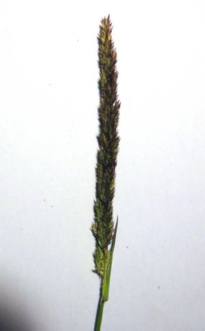 reedcanarygrass.jpg