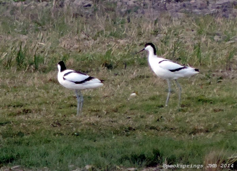 avocetnewportnnr.jpg