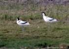 avocetnewportnnr_small.jpg