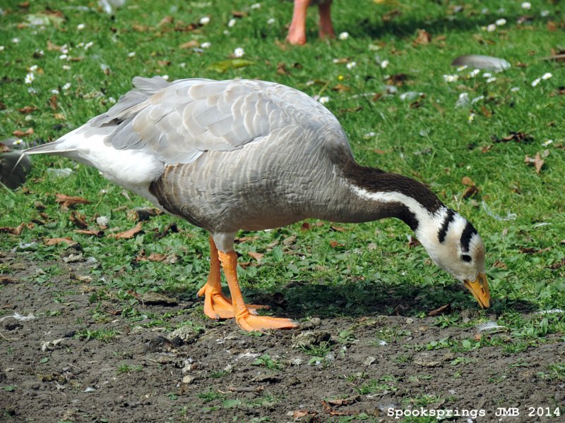 barheadedgooseaberdarepark.jpg