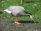 barheadedgooseaberdarepark_small.jpg