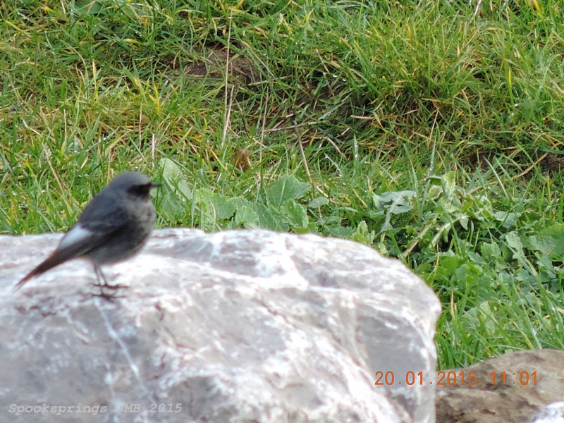 blackredstartcardiffbay.jpg