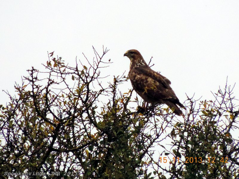 buzzardlavernocknnr.jpg