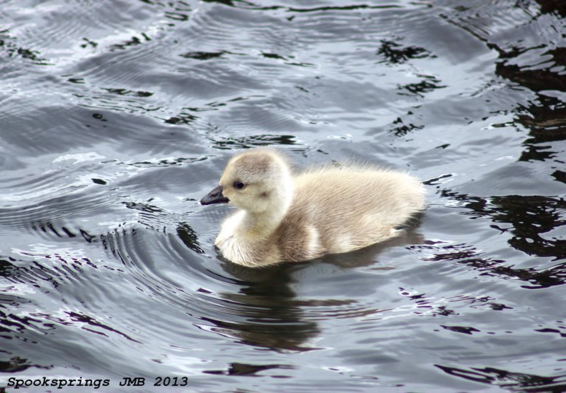 canadagoosecardiffbaynnr.jpg