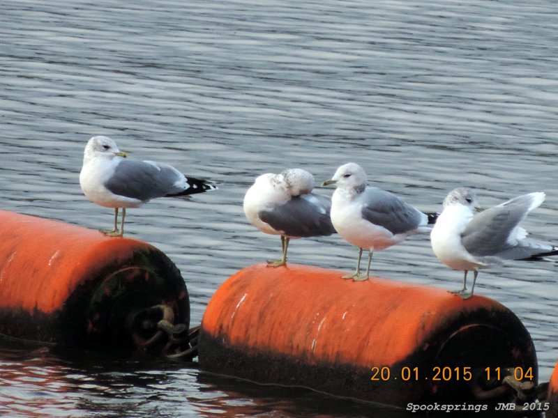 commongullcardiffbay.jpg