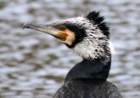 cormorantaberdarecp_small.jpg