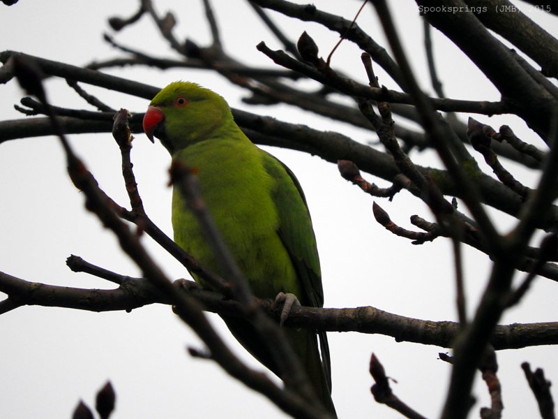 greenparakeetkew.jpg