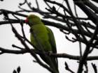 greenparakeetkew_small.jpg