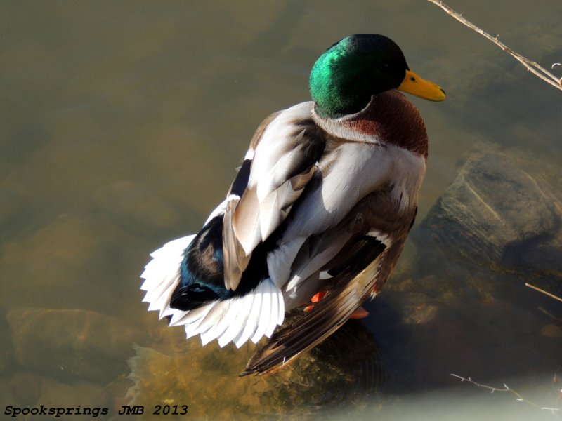 mallardcardiffbaynnr.jpg