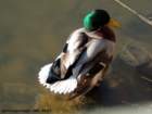 mallardcardiffbaynnr_small.jpg