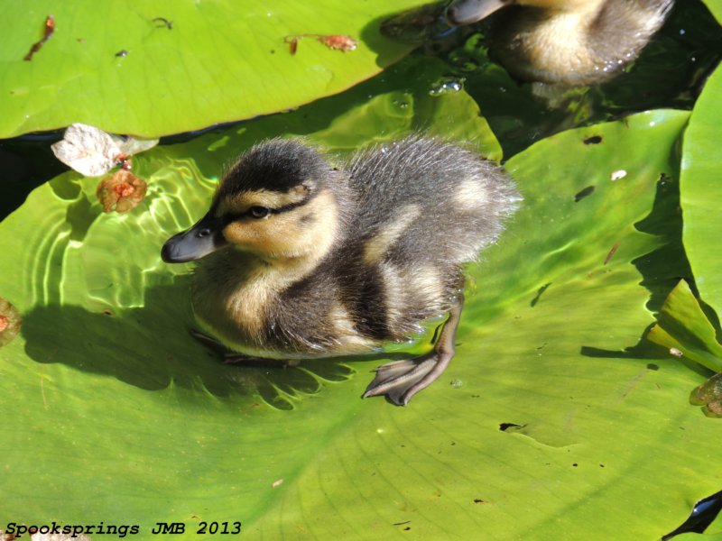 mallardforestfarmnnr.jpg