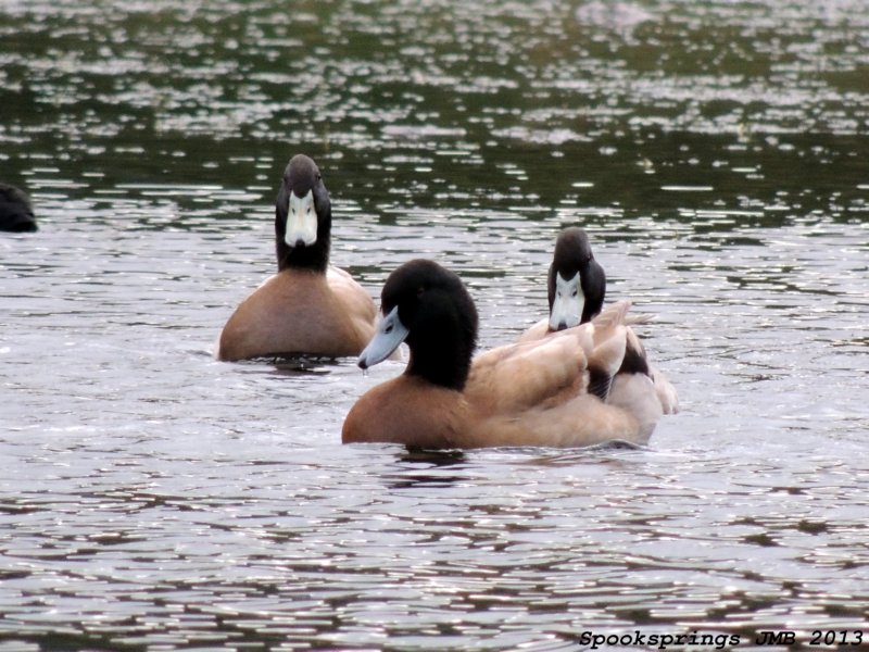 mallardhybridaberdarecp.jpg