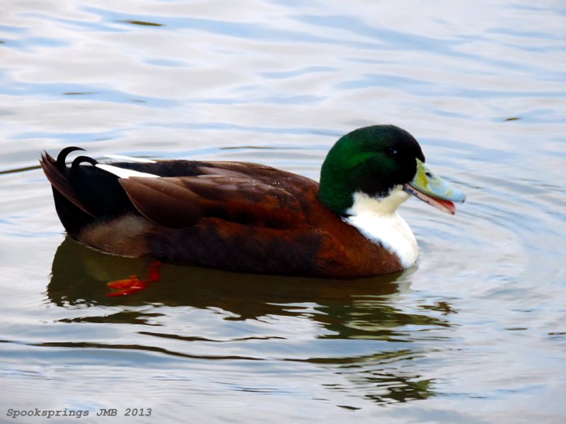 mallardhybridgnollcp.jpg