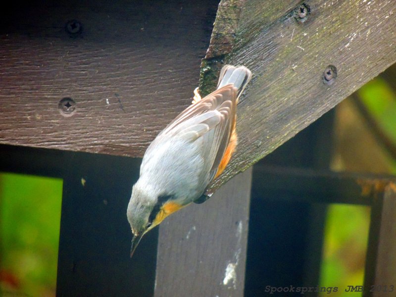 nuthatchaberdarecp.jpg