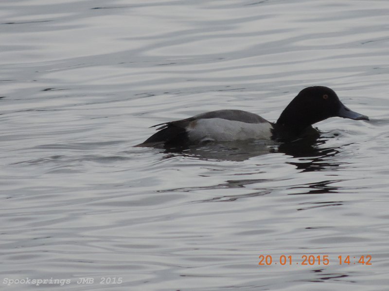 pochardxtuftedduckcardiffbaynnr.jpg