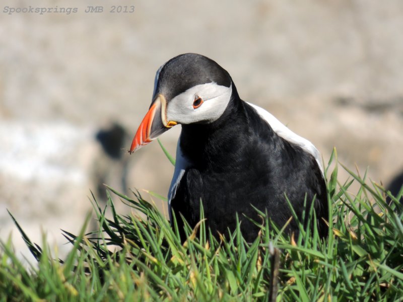 puffinskomernnr.jpg